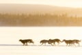 Rovaniemi: Insider 5 km Husky Self Drive Adventure
