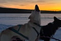 Rovaniemi: Insider 5 km Husky Self Drive Adventure
