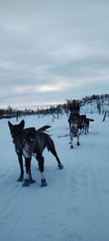 Husky sledding by the Teno River valley