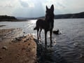 Husky sledding by the Teno River valley