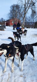 Husky sledding by the Teno River valley