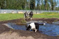 The Husky Cart Ride Experience