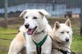 The Husky Cart Ride Experience