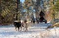 The Husky Cart Ride Experience