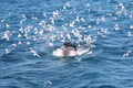 Seabirds gathering around marine wildlife in the waters of Faxaflói Bay during a whale watching experience from Reykjavík.