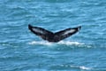 Whale Watching tour from Reykjavik