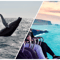 Whale Watching & FlyOver: Aerial Excursions and Oceanic Encounters