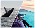 Combine an unforgettable whale watching tour from Reykjavík Harbour with FlyOver Iceland, an immersive flight experience showcasing Iceland’