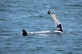 Whale breaching above the ocean during a whale watching tour in Faxaflói Bay, offering unforgettable wildlife encounters close to Reykjavík.