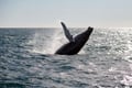 Whale surfacing in the North Atlantic Ocean during a guided whale watching tour from Reykjavík, with opportunities to spot humpback whales,