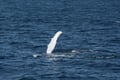 Seabird flying over the North Atlantic Ocean during a wildlife and whale watching experience from Reykjavík, Iceland.