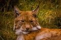 Visit To Ranua Zoo