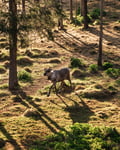 Midnight Sun E-Fat Bike & Reindeer Experience
