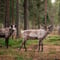 Visit a Real Reindeer Farm