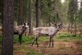 Midnight Sun E-Fat Bike & Reindeer Experience