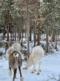 Visit a Real Reindeer Farm