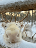 Visit a Real Reindeer Farm