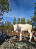 Visit a Real Reindeer Farm