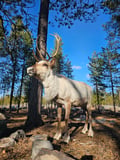 Visit a Real Reindeer Farm