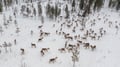 reindeer farm rovaniemi