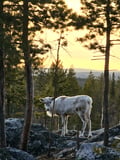 Visit a Real Reindeer Farm