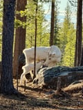 Visit a Real Reindeer Farm