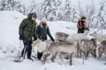 Visit a Real Reindeer Farm