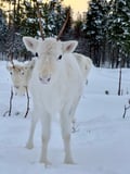 Visit a Real Reindeer Farm