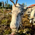 Visit a Real Reindeer Farm