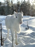 Visit a Real Reindeer Farm