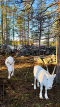 Visit a Real Reindeer Farm