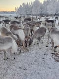 Private Reindeer Herder Day Experience, Rovaniemi, Lapland, Finland
