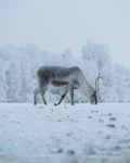 Private Reindeer Herder Day Experience, Rovaniemi, Lapland, Finland
