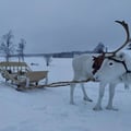 Private Reindeer Herder Day Experience, Rovaniemi, Lapland, Finland