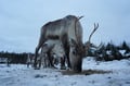 Private Reindeer Herder Day Experience, Rovaniemi, Lapland, Finland