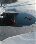 Ice floating and Log sauna