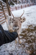2.5KM REINDEER SLEIGH SAFARI + ICE FISHING