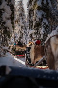 2.5KM REINDEER SLEIGH SAFARI + ICE FISHING