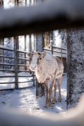 2.5KM REINDEER SLEIGH SAFARI + ICE FISHING