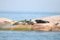Private 2-Hour Helsinki Archipelago RIB Boat Cruise