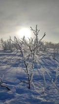 Snowshoeing in Utsjoki: Intermediate 3-4 hour scenic snowshoe hike to the highlands