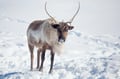 Private Reindeer Feeding Experience with Local Guide in Levi