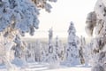 Riisitunturi National Park Adventure