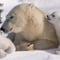 RANUA wildlife park