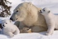 RANUA wildlife park