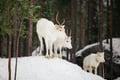 Snowshoe trip to meet reindeer in Rovaniemi