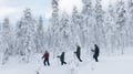 Snowshoe trip to meet reindeer in Rovaniemi