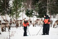 Snowshoe trip to meet reindeer in Rovaniemi