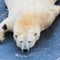 Rovaniemi: Insider Guided Tour in Ranua Zoo