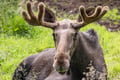 Rovaniemi: Insider Guided Tour in Ranua Zoo